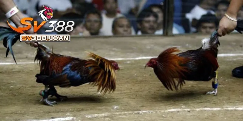 Đá Gà Cựa Dao Sv388 – Sàn Cược Có Một Không Hai 4 Sự đa dạng về giống linh kê Đá Gà Cựa Dao Sv388